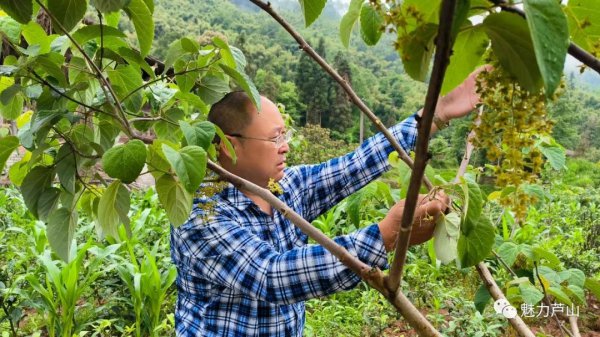 山桐子油多少钱一斤