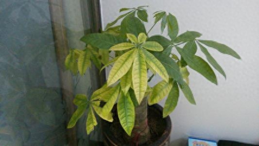 发财树怎么养才能更旺盛