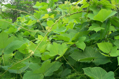 纯野生葛根多少一斤 葛根粉的食用方法