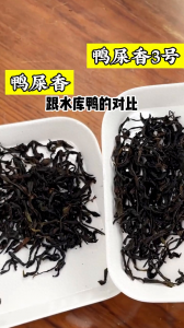 凤凰单枞茶价格及图片 性价比高的茶叶品牌