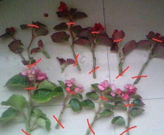 海棠花怎么修剪开花多