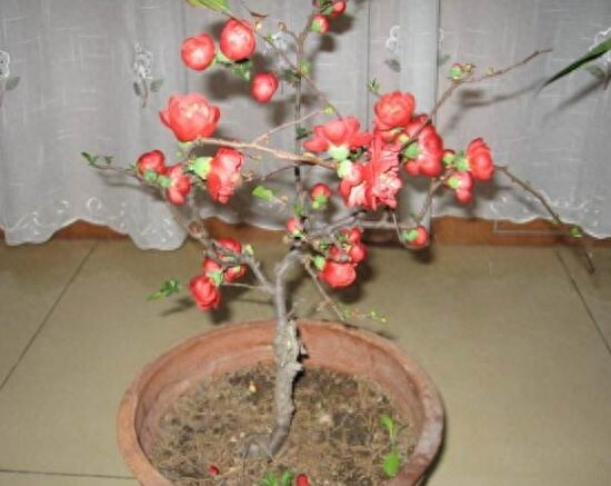 海棠花怎么修剪开花多