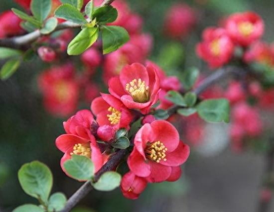 海棠花怎么修剪开花多