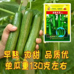 水果黄瓜种子哪个品种好 黄瓜最好的品种排名