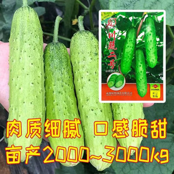 水果黄瓜种子哪个品种好