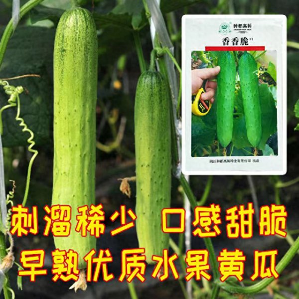 水果黄瓜种子哪个品种好