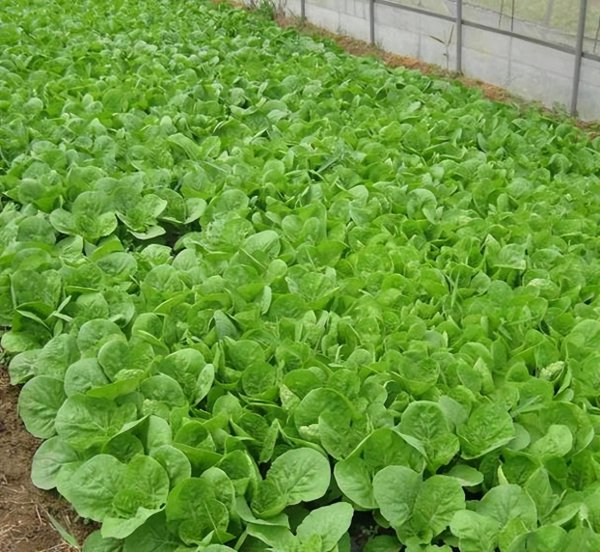 白菜什么时候种最好