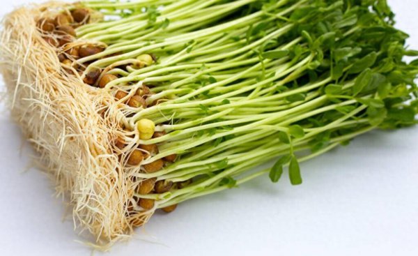 绿豆怎么种发芽最快