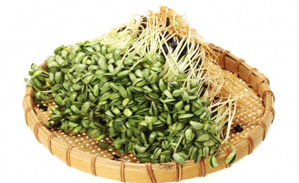 绿豆怎么种发芽最快