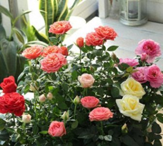 月季花施什么肥料最好 盆栽月季花的养殖方法讲解