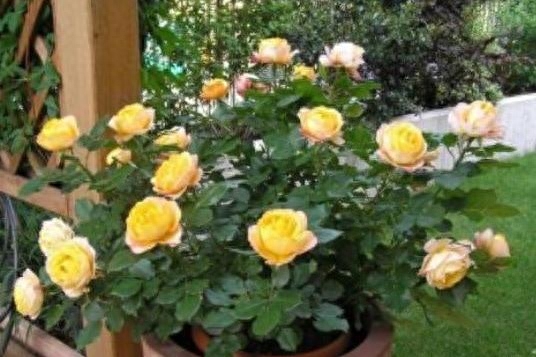 月季花施什么肥料最好