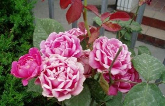 月季花施什么肥料最好