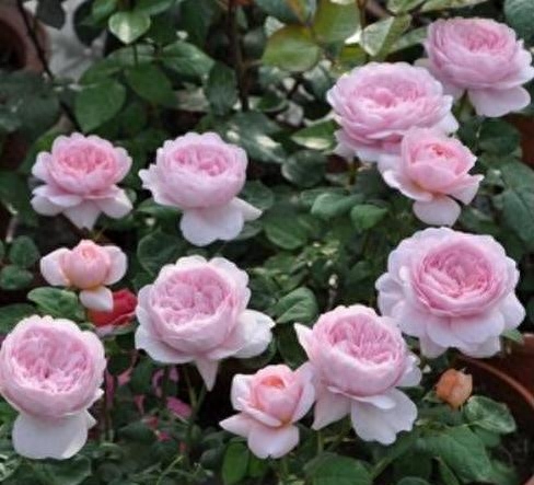月季花施什么肥料最好