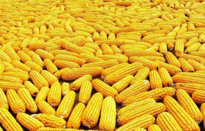 玉米苗怎样移栽成活好 掌握玉米苗移栽的技巧