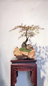 红叶南天竹盆栽怎么养 盆栽南天竹的养护知识