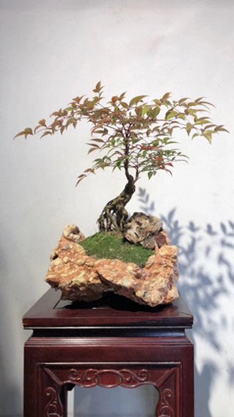 红叶南天竹盆栽怎么养