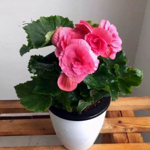 如何自制生根水 花卉生根水的配制方法分享