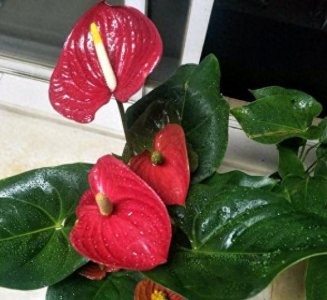 怎么养好红掌花卉盆栽 红掌花的正确养护知识