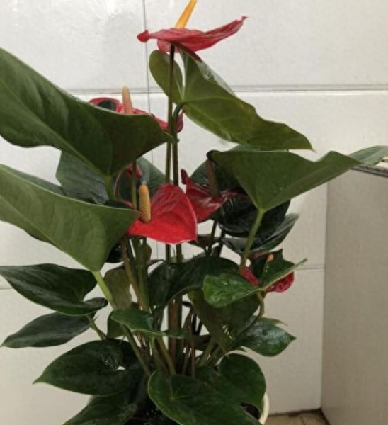 怎么养好红掌花卉盆栽
