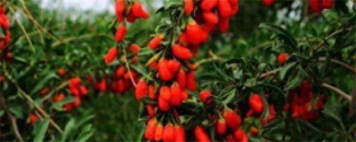 枸杞怎么种植盆栽 家庭盆栽枸杞养护知识