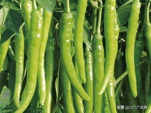 提色的辣椒什么品种好