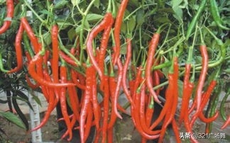 提色的辣椒什么品种好