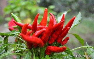 提色的辣椒什么品种好