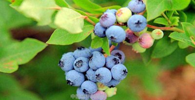 蓝莓喜阴还是喜阳 盆栽蓝莓种植方法步骤