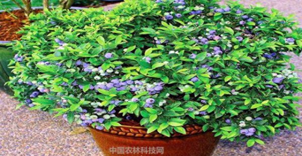 蓝莓喜阴还是喜阳