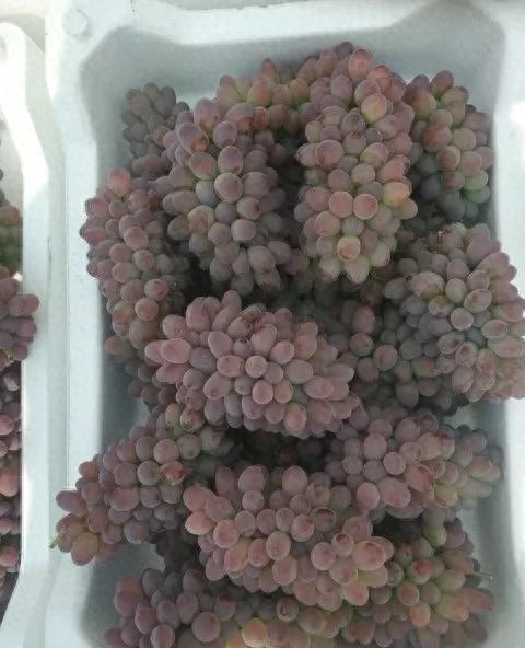 茉莉香葡萄多少钱一斤