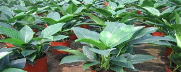 大叶金钻绿植怎么养