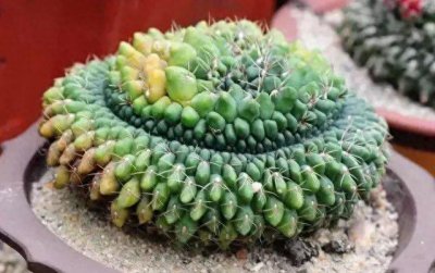 景天科植物有哪些品种 盘点五种常见的景天科植物