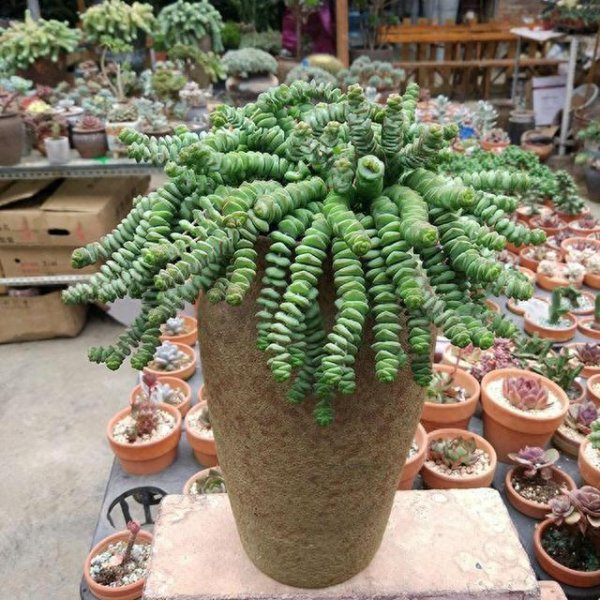 景天科植物有哪些品种