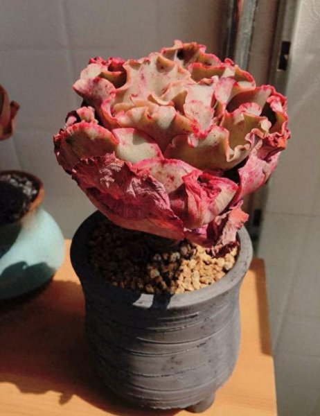 景天科植物有哪些品种