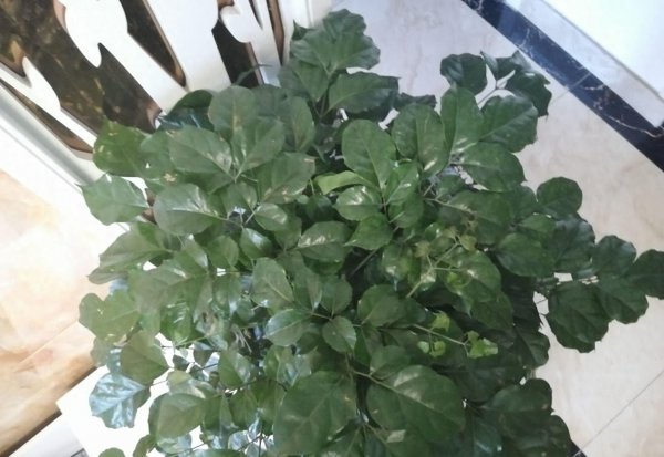绿宝树怎么养才茂盛