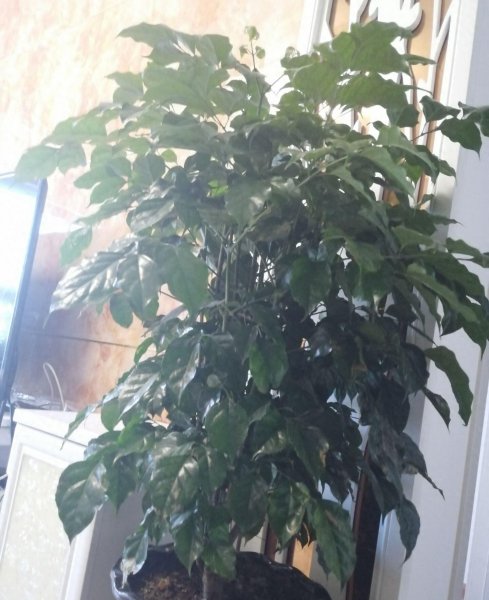 绿宝树怎么养才茂盛