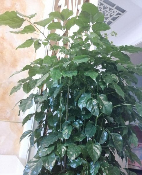 绿宝树怎么养才茂盛