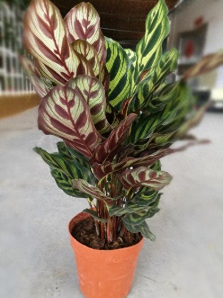 孔雀竹芋多久浇一次水