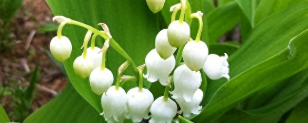 铃兰花怎么养才长得好