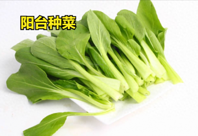 阳台适合种植什么样的菜 适合阳台盆栽的蔬菜推荐