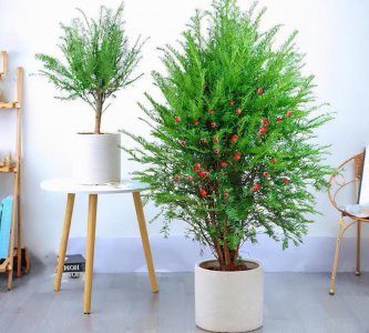 卧室养的植物花卉有哪些 适合卧室养的植物排名