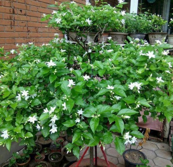 卧室养的植物花卉有哪些