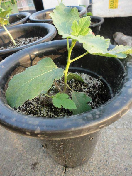 无花果怎么移栽