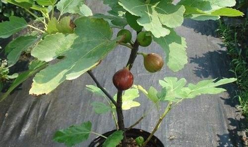 无花果怎么移栽