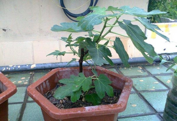 无花果怎么移栽
