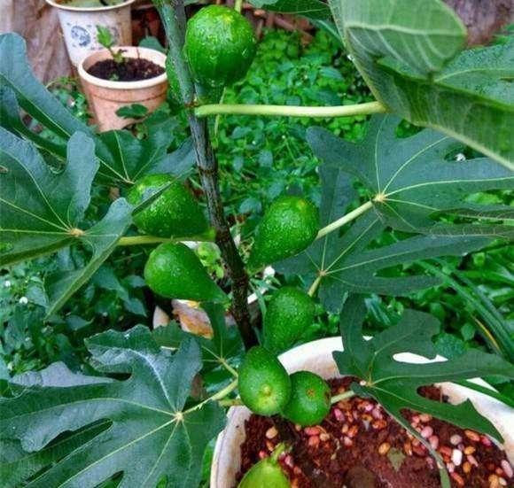无花果怎么移栽