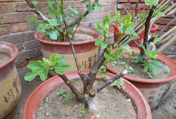 无花果怎么移栽