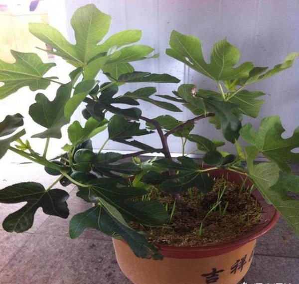 无花果怎么移栽