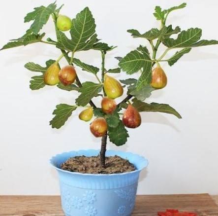 无花果怎么移栽