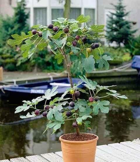 无花果怎么移栽